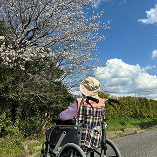 お花見